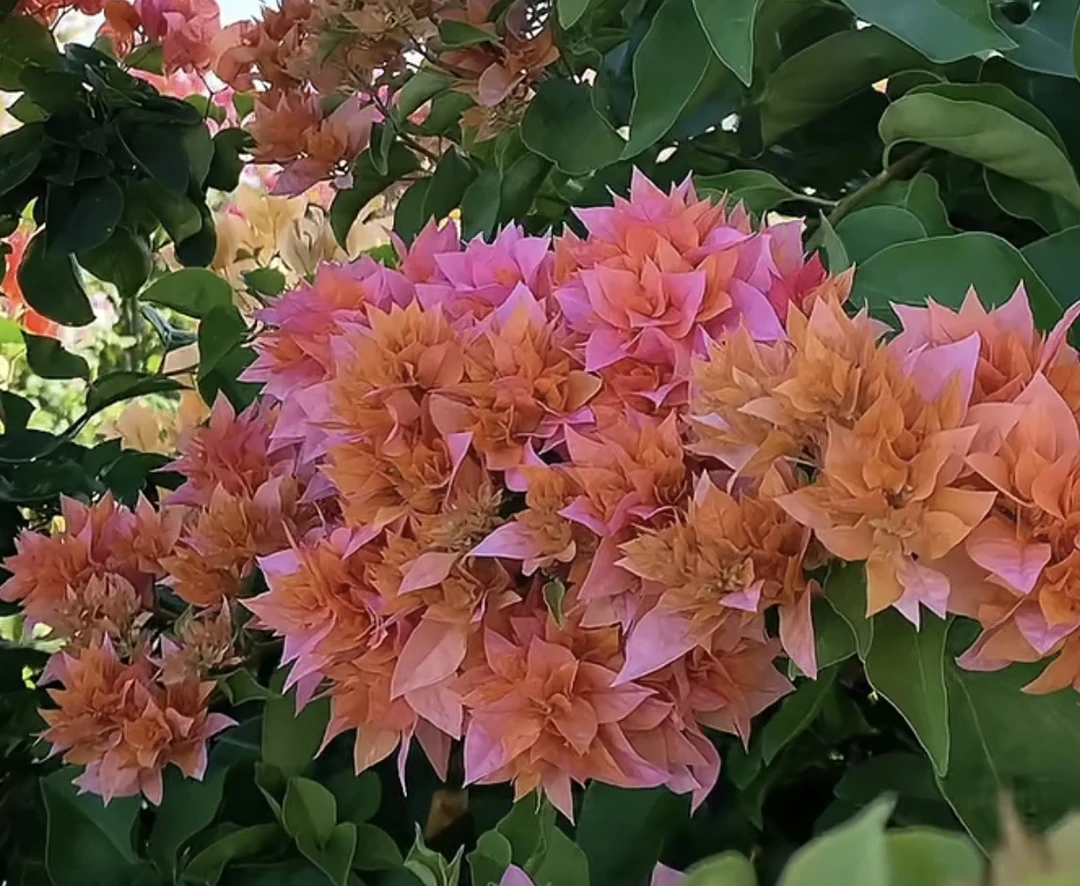 【一颗重瓣橙不带花】三角梅四季开花勤花庭院爬藤好养   桥头基地。