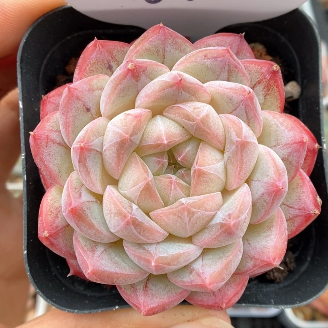 美心优选可拍4426号