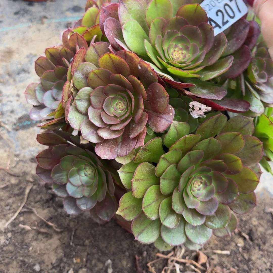 207多肉植物捧花的时候