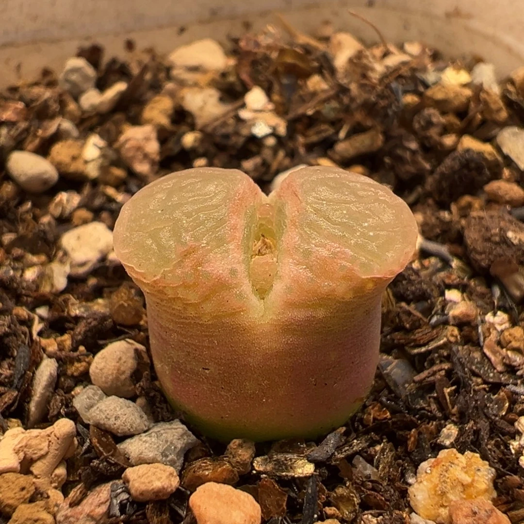 109多肉植物樱花1453.9