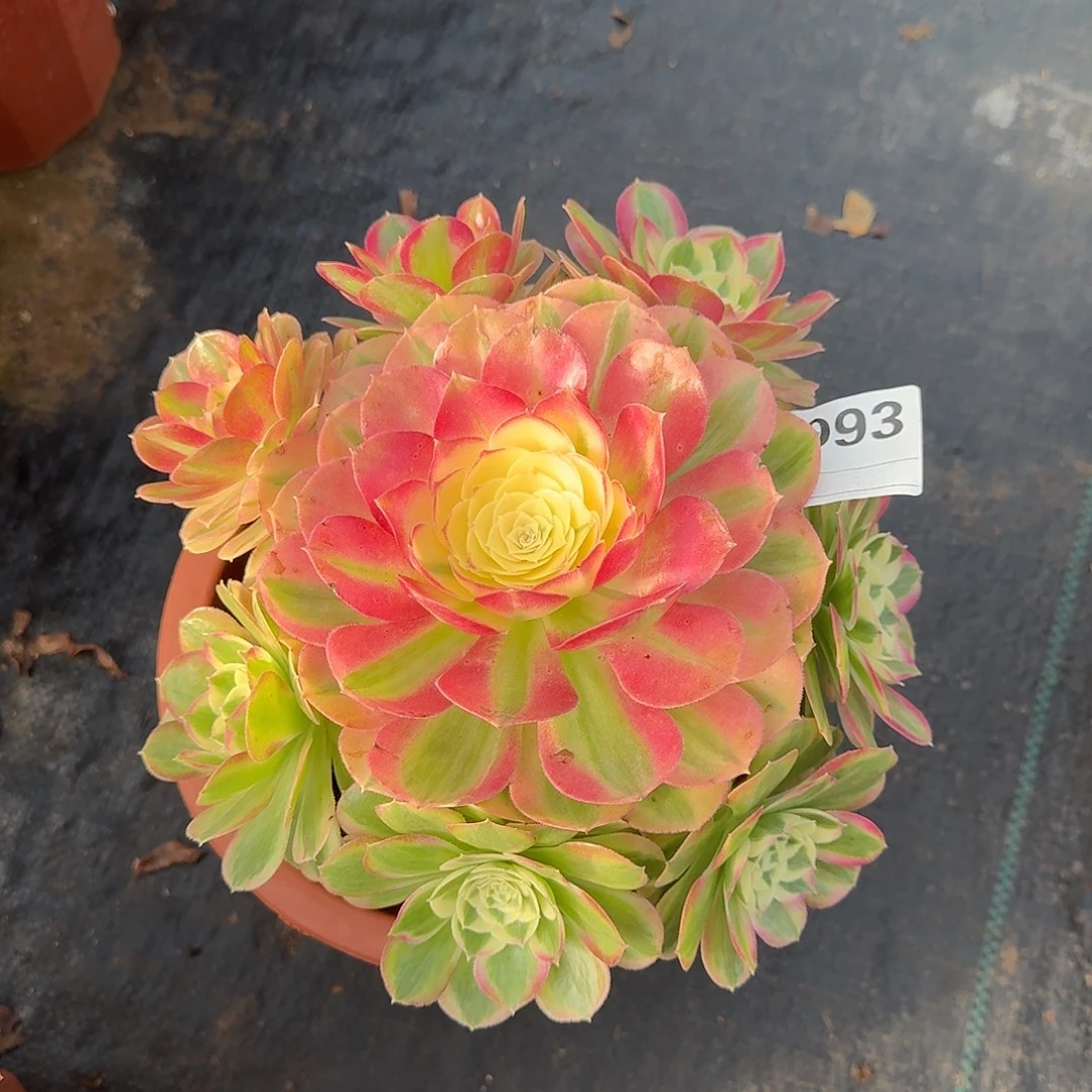 玉姿多肉法师a093