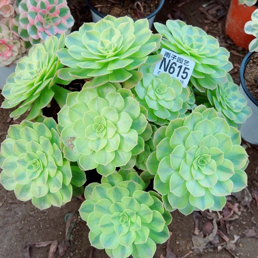 615雨荷尺寸28左右