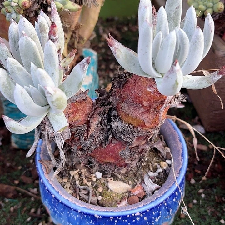 仙女杯多肉植物盆栽