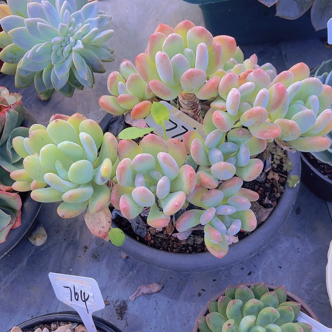 *****0000000000000000771