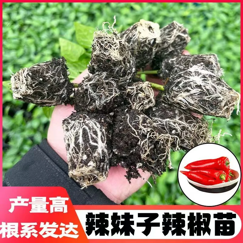 辣妹子椒苗辣椒苗秋冬苗场直发带土发货四季种植微辣高产