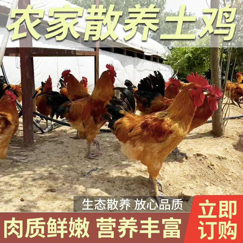 生鲜冷冻大冠公鸡整只新鲜现杀冷冻散养本笨公鸡