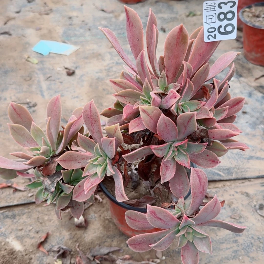 红叶683满20包邮断枝不包