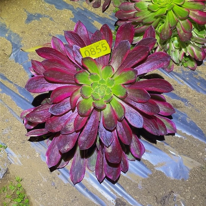 0855琉璃女神多肉植物