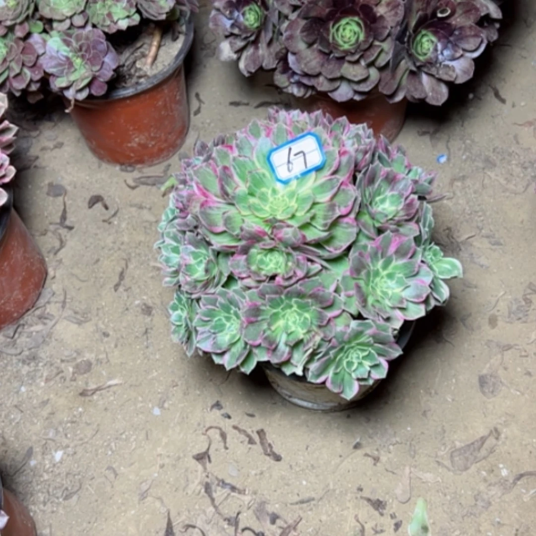 【闪购商品】给**暖万彩灯67