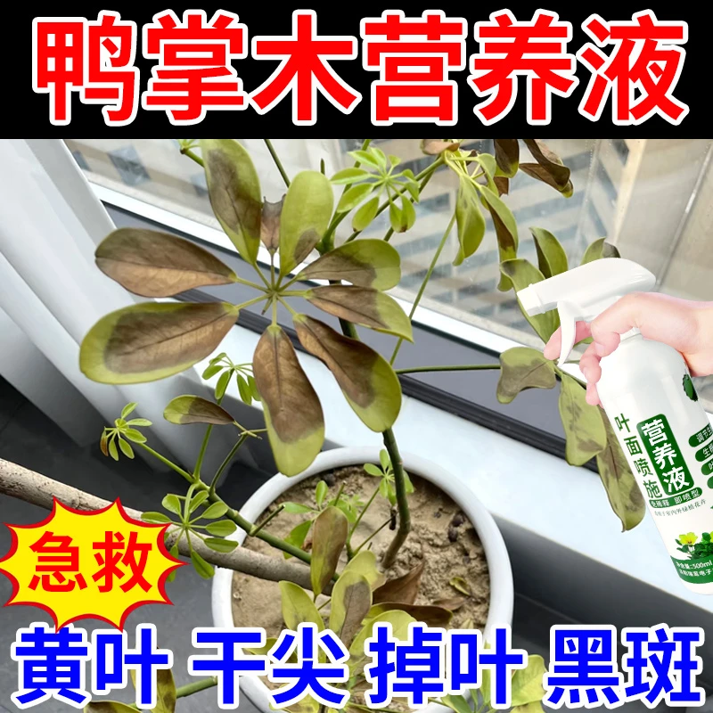 鸭掌木营养液鸭脚木招财树专用叶子发黑掉叶黑斑枯萎盆栽水溶肥