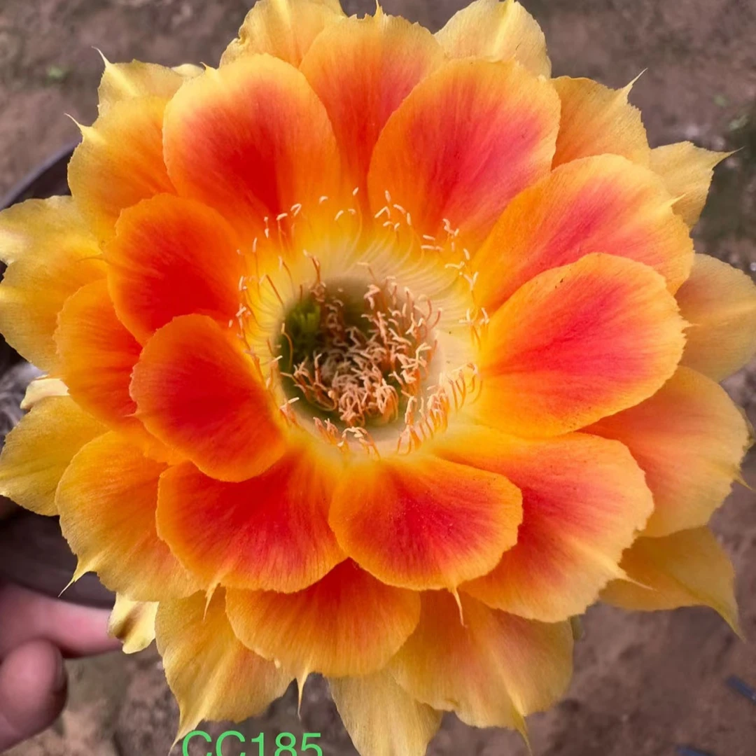 《丰之子》彩草仙人球橙黄复色漂亮包对版多肉植物好养