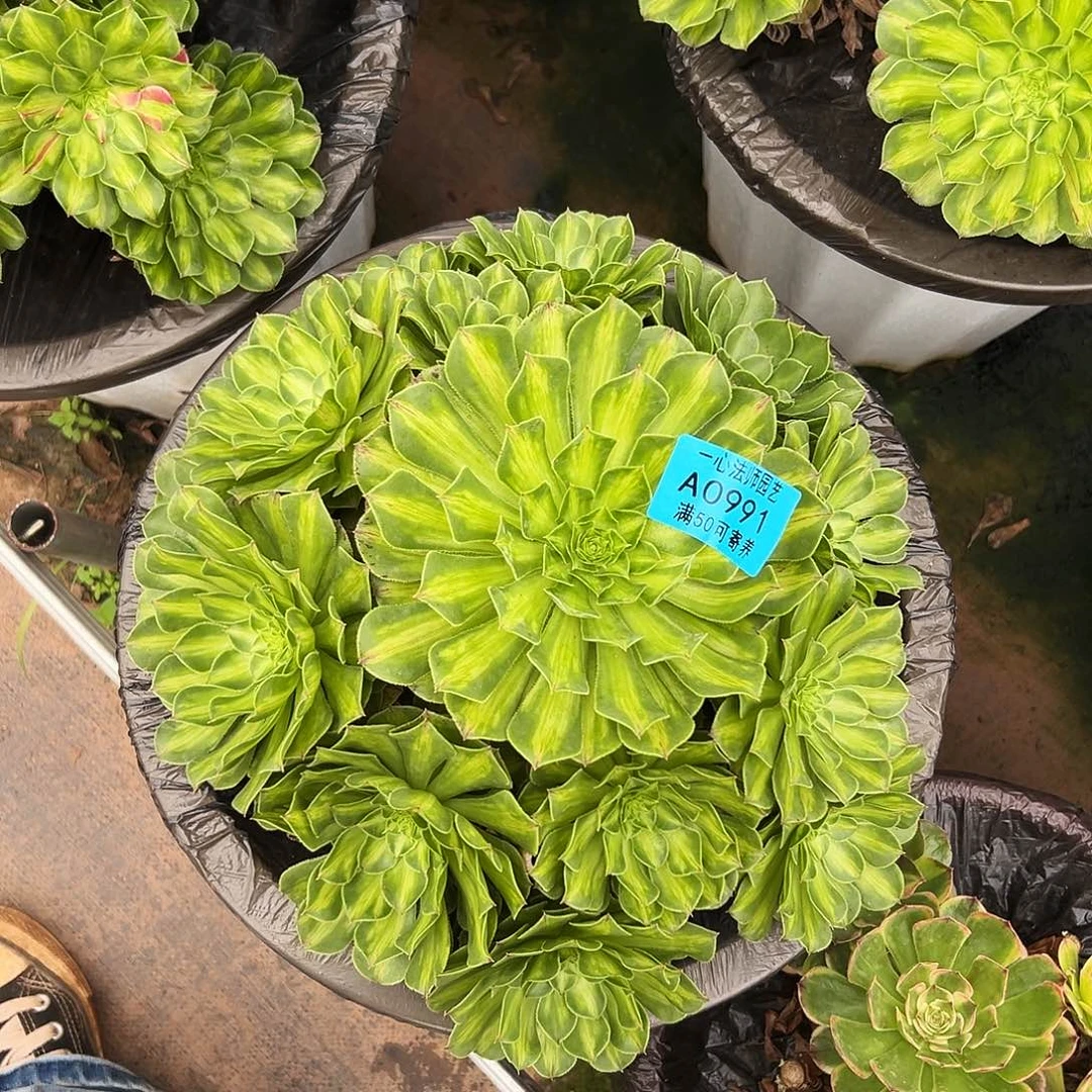 0991多肉植物绿知否