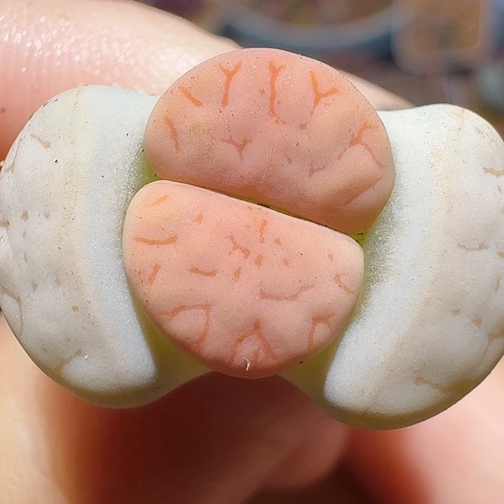 生石花11122。   流蝶荒。   278