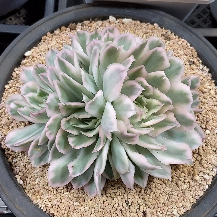 紫蝴蝶锦群多肉植物