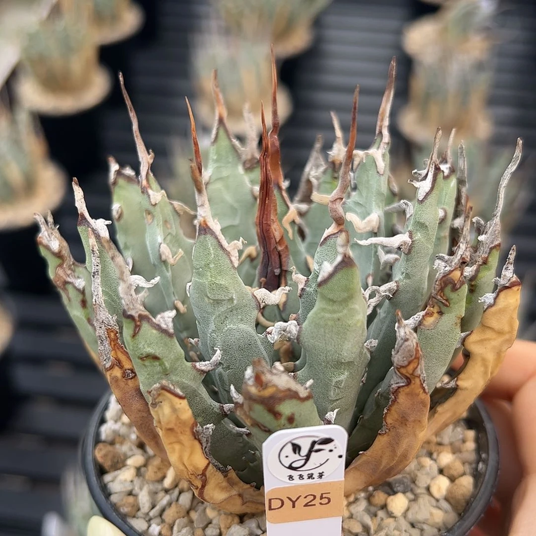 无花朵熟桩带盆，瑕疵款