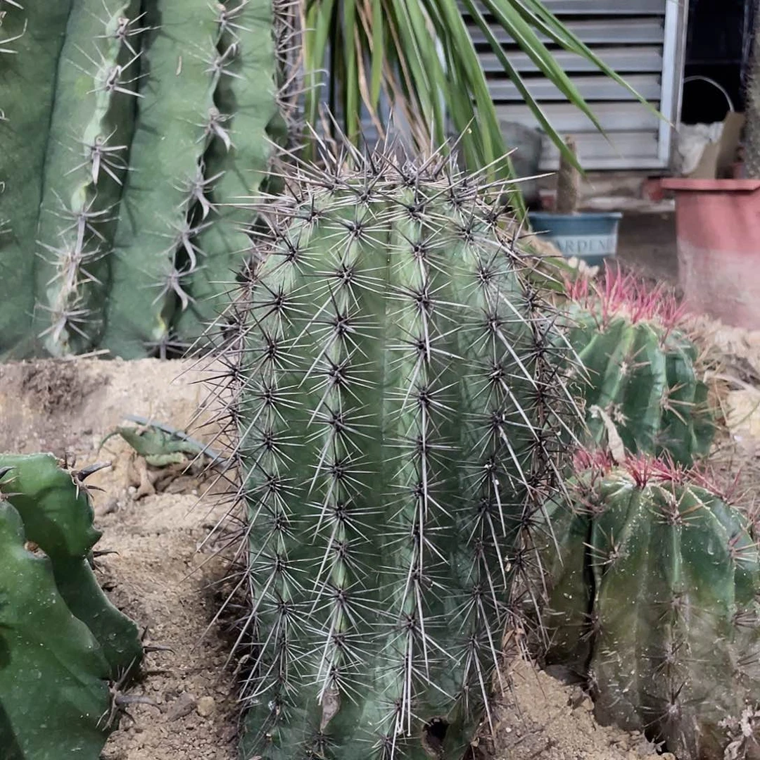 一物一拍巨人柱30公分