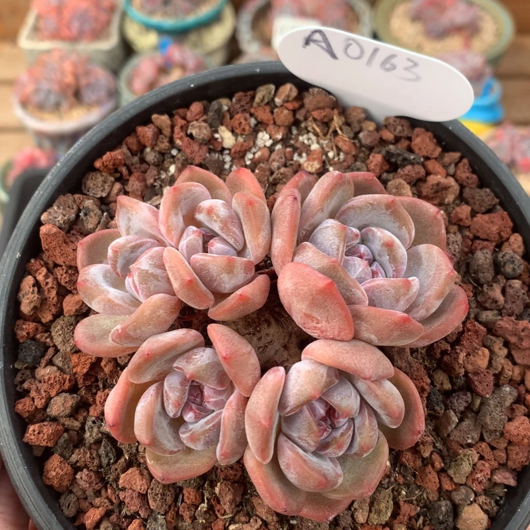 A0163 星影老桩 有砍 8.5cm