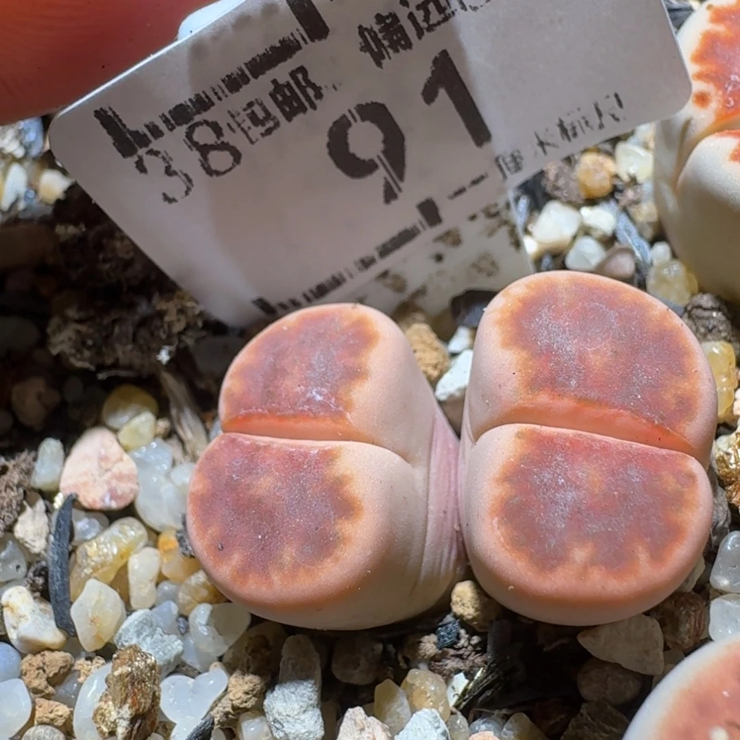 Sssss精品清仓价91