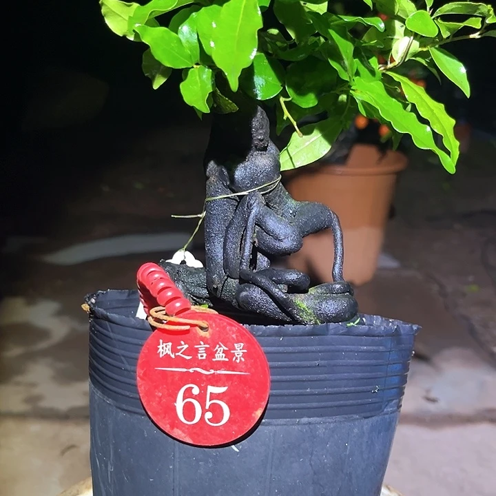 诚***）当前无花栽培后可以开花