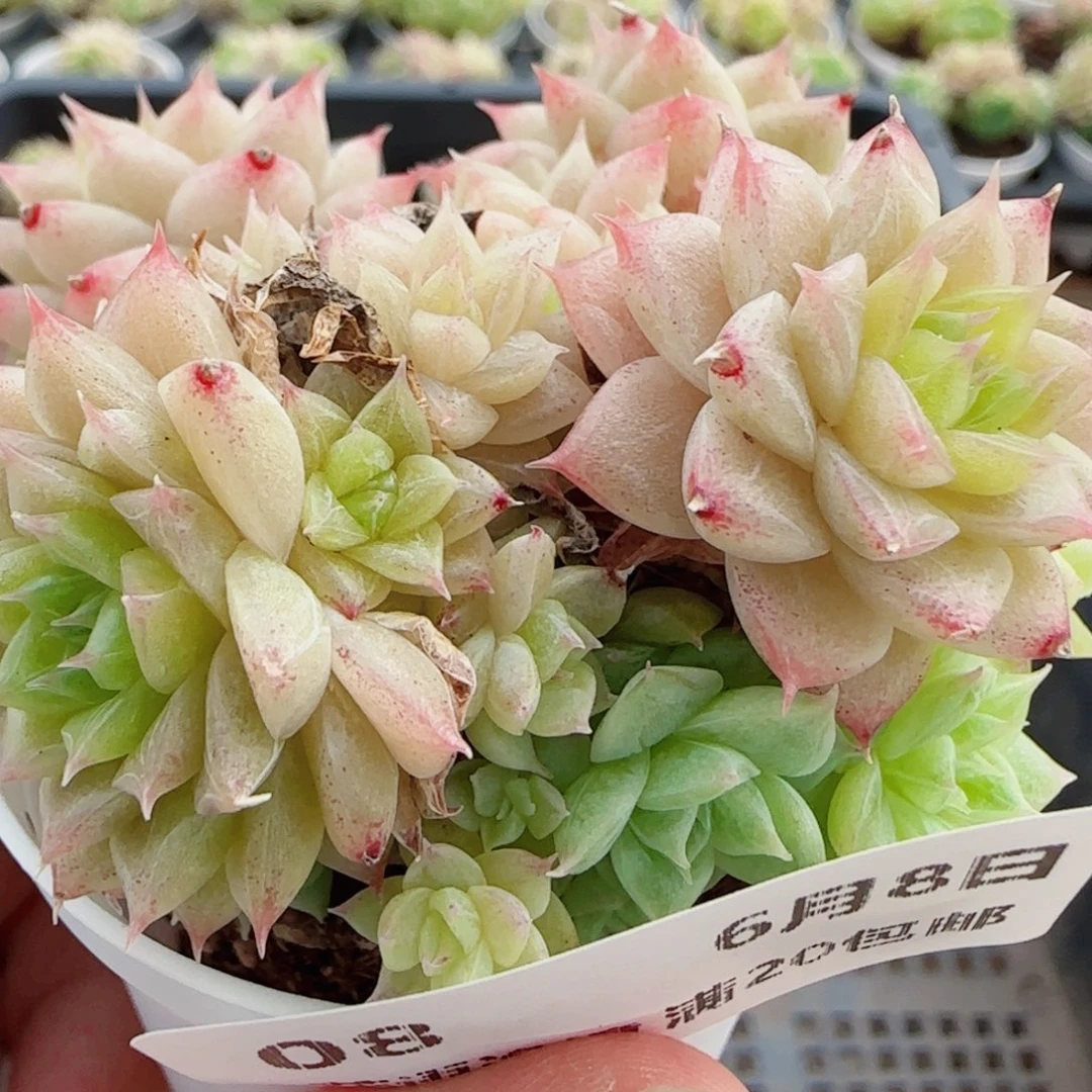 花语逸境0608-08散