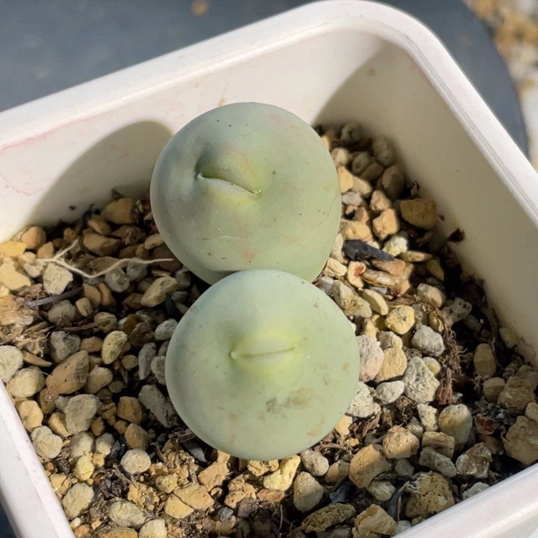 双头嘟嘟嘴玻尿酸大嘴植物一物一拍