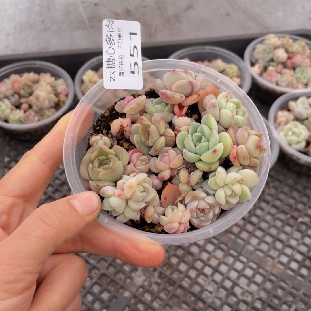 云糖心多肉植物551