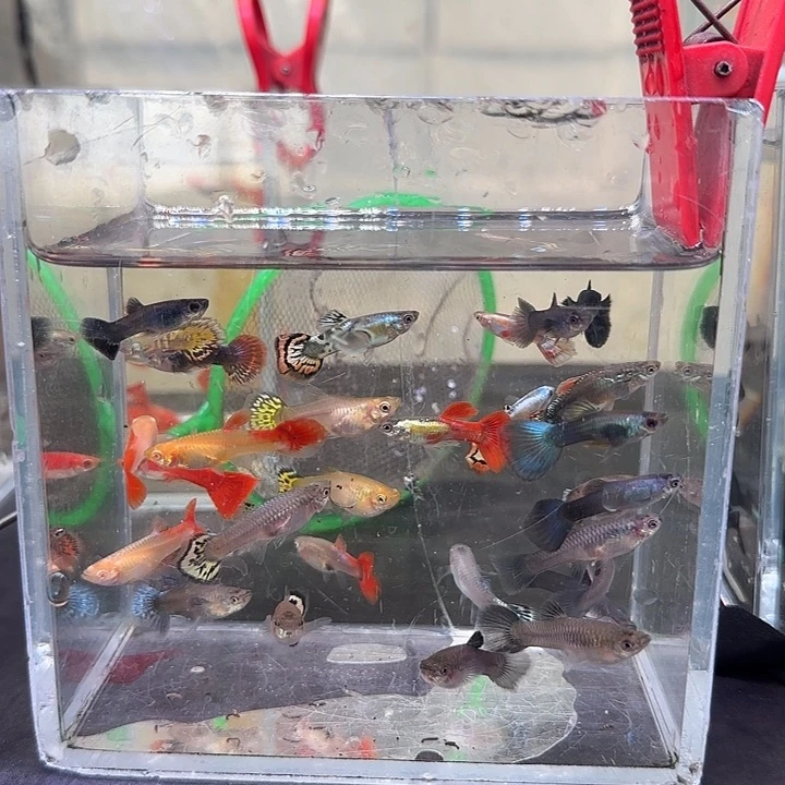 孔雀鱼孔雀混30条，