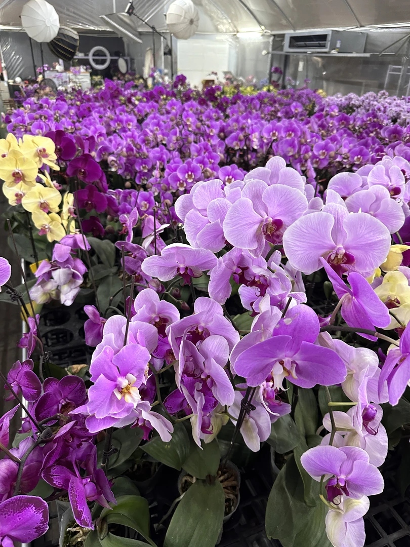 花悦里【开花株】随机品种带花发货 室内花花 广州花卉源头基地