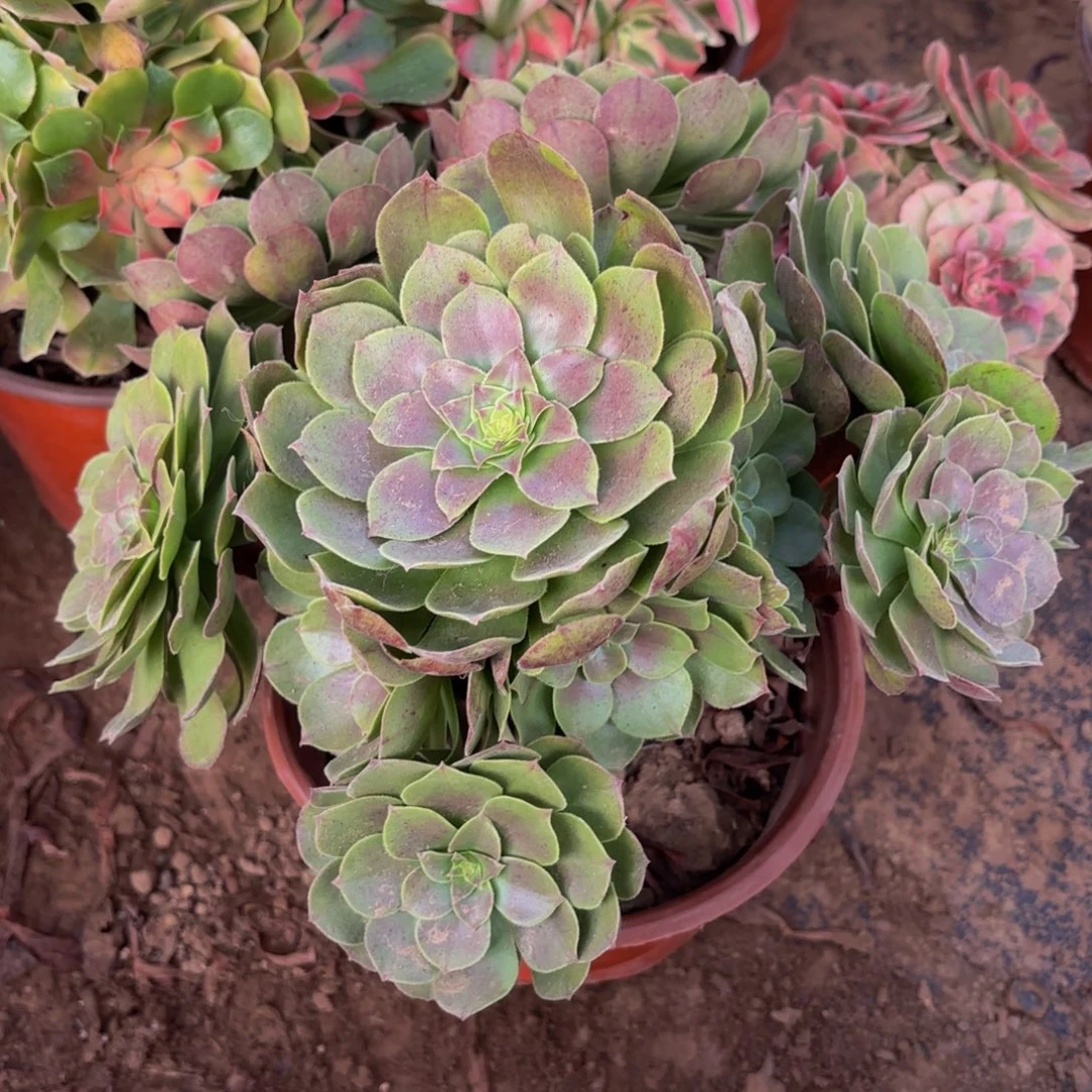 红心沙拉碗9.9法师木质