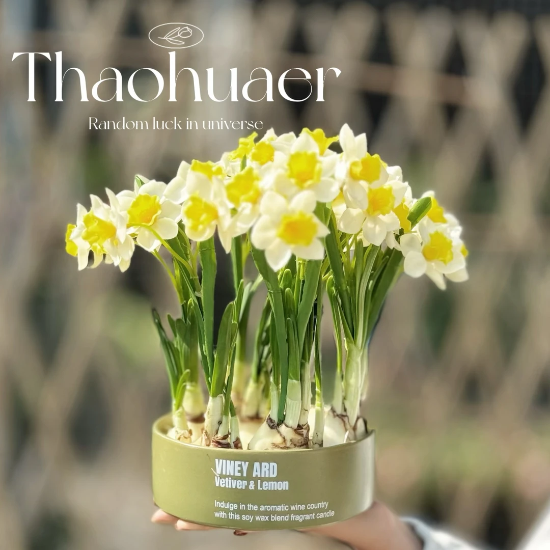 组合水仙花盆栽水养四季开花卉植物室内花绿植水培好养