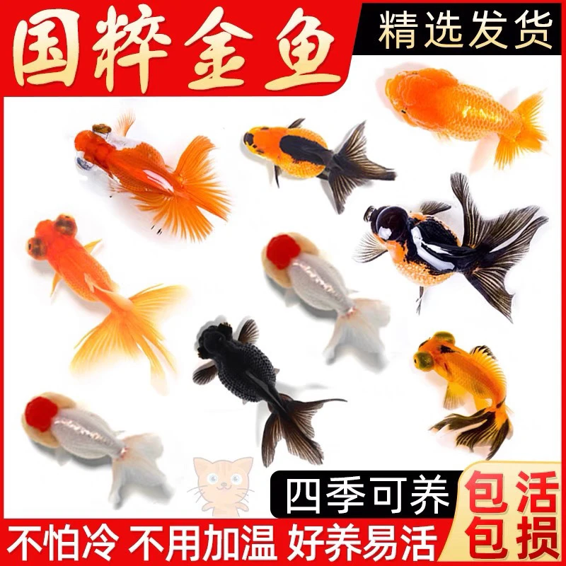 精品国粹小金鱼 3-5公分好养包邮到家,到手17条颜色随机不指定