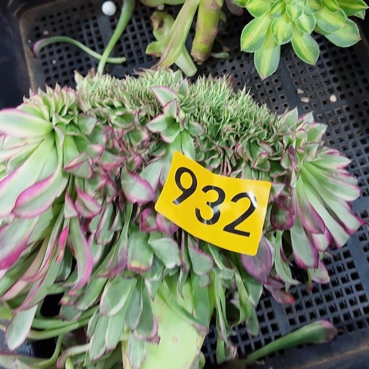 ?***h多肉植物福利932