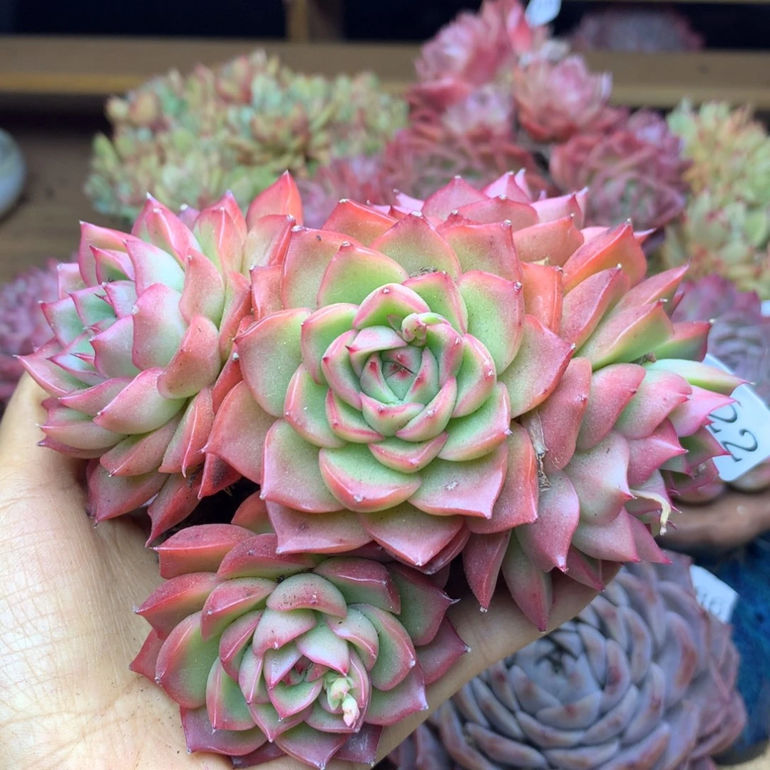 6822新年快乐发发发