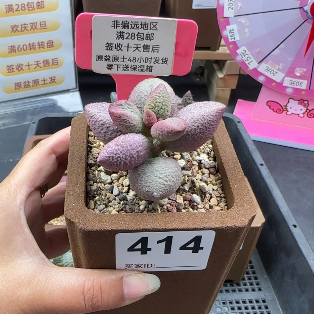 414少女心多肉植物