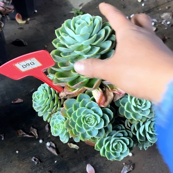 蓝***莲哈蜜瓜多肉植物提取090