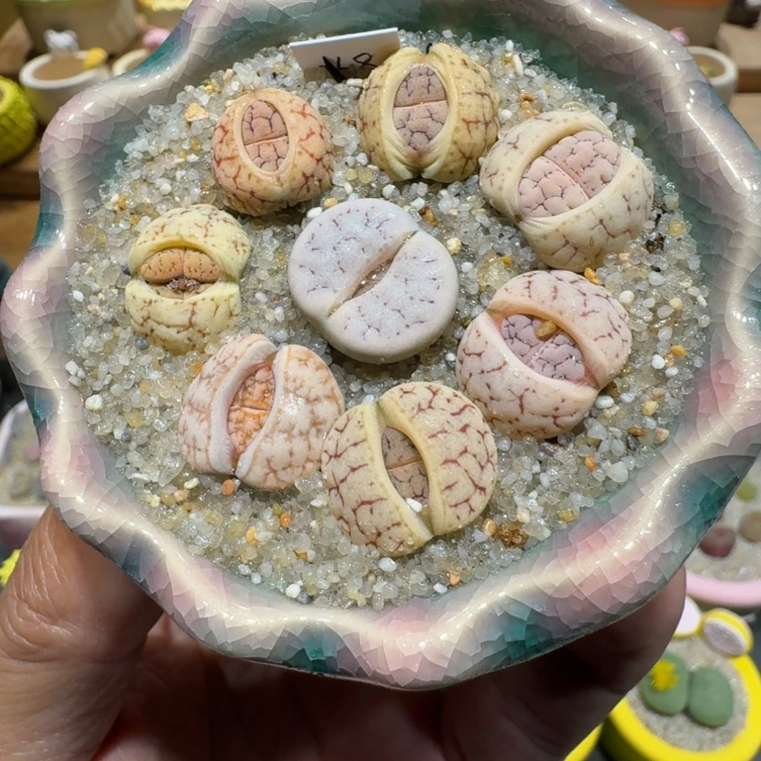 蘑菇1117c309a拿铁多肉植物