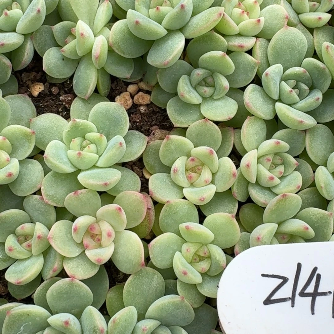 如图麦芽141小叶插随机3颗不售后