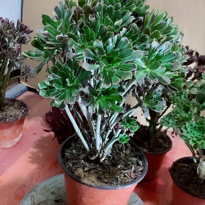 灰法师多肉植物法师9