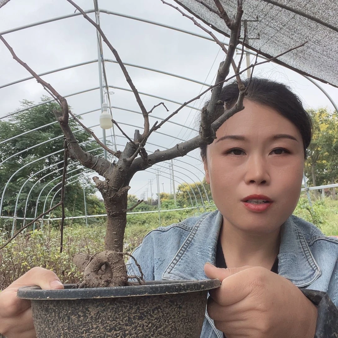 无花朵海棠花盛开盛开的花朵