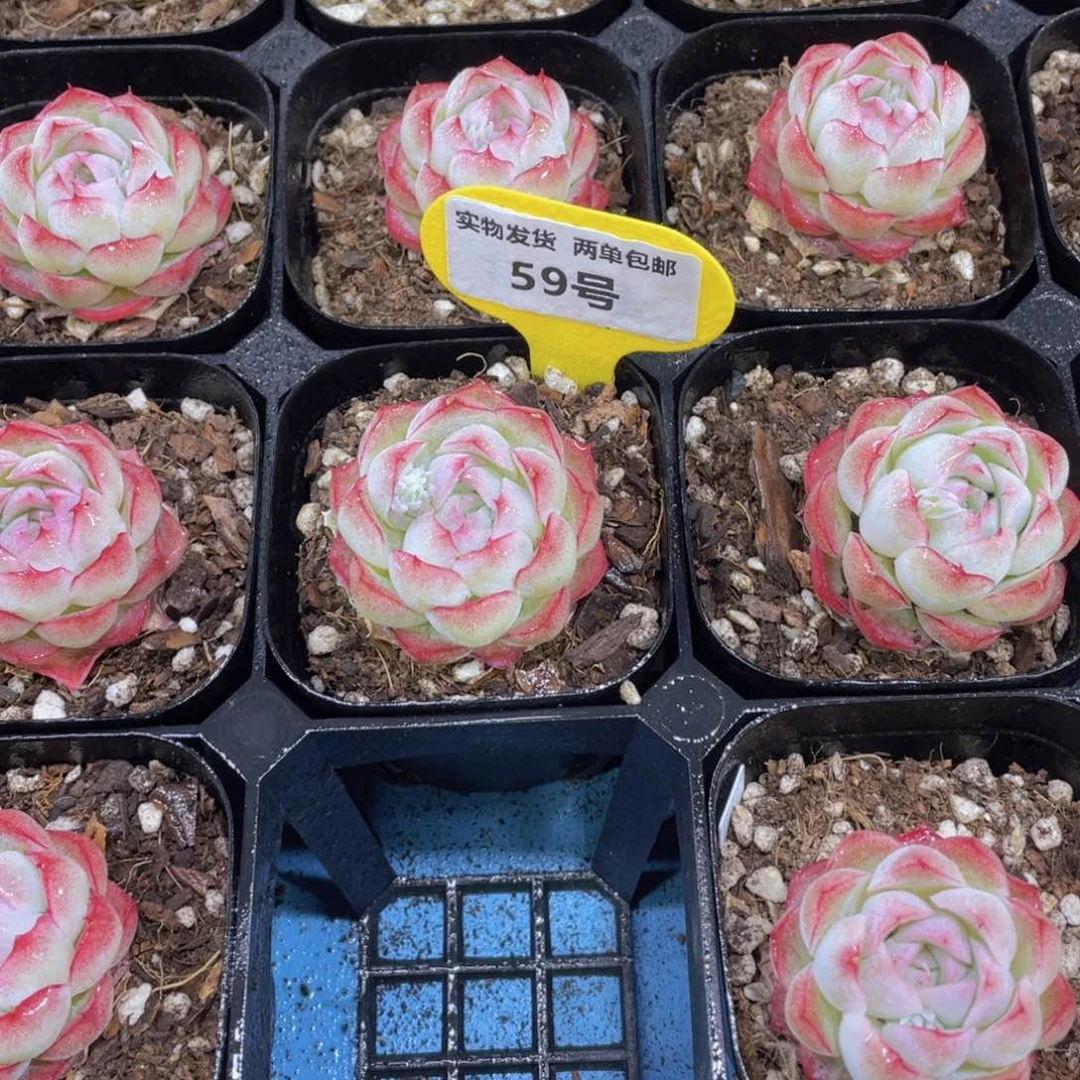 59号 奶油包包桃花女王单头一个