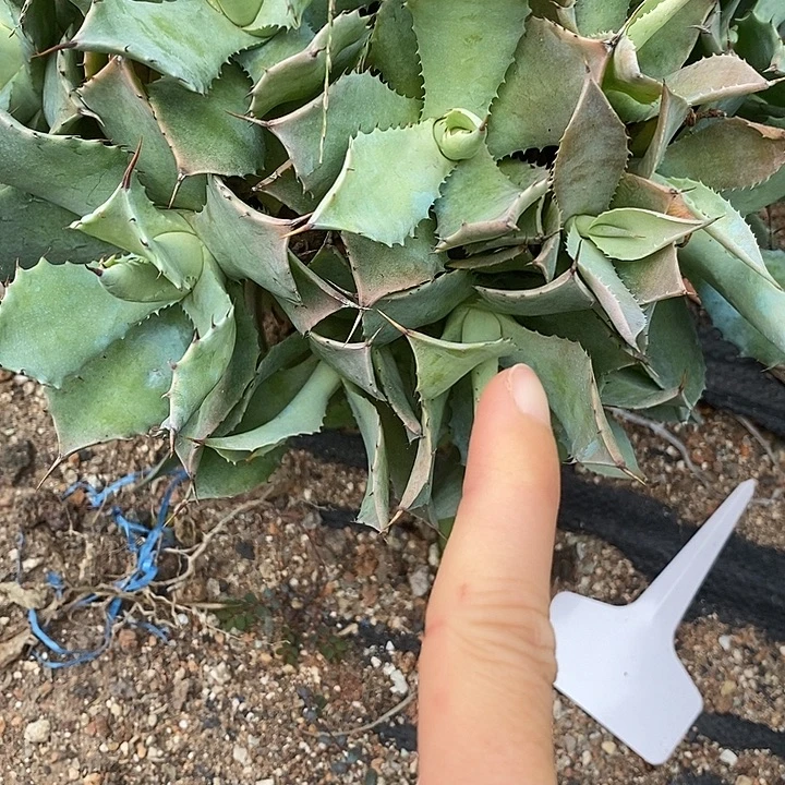 不知名龙舌兰。冠幅6-10公分。