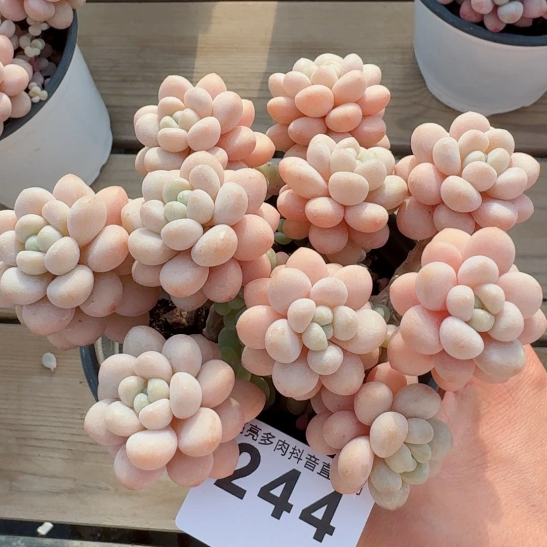 洛可可老桩         精品多肉