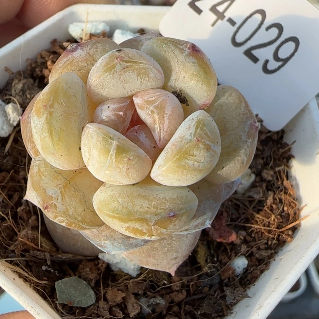 小卡拉米糖心一物一拍