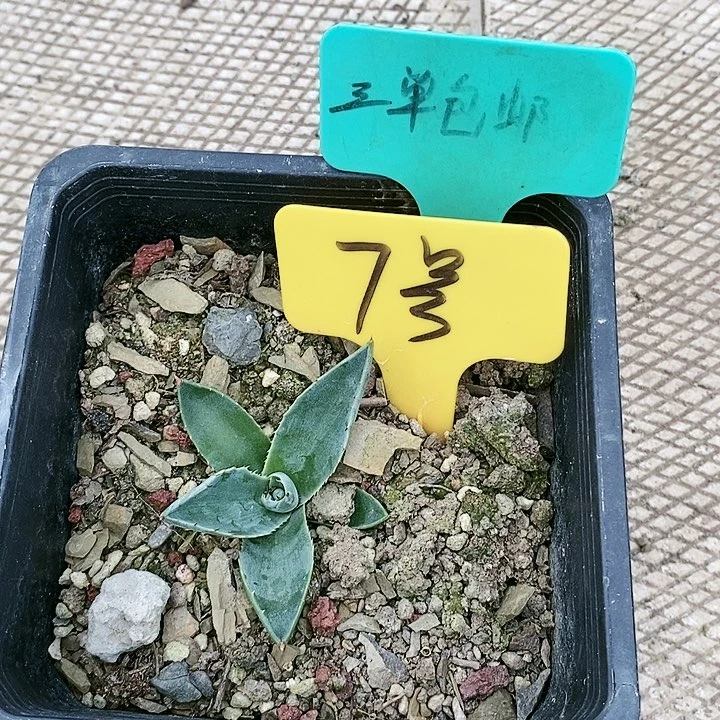 【闪购商品】无花朵龙舌兰赛米娜