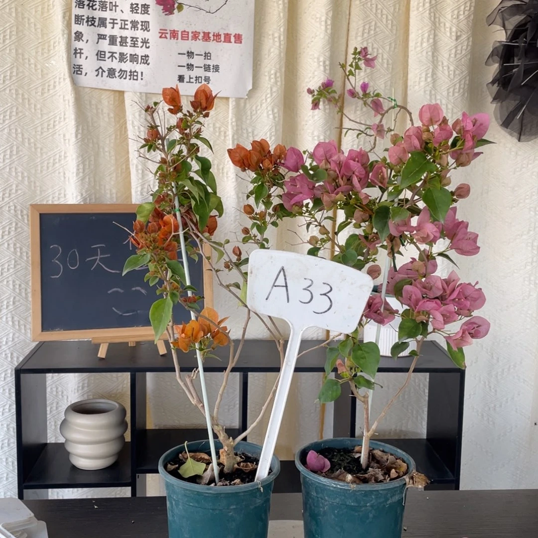天***座全部花朵日落+暗斑丽人A33