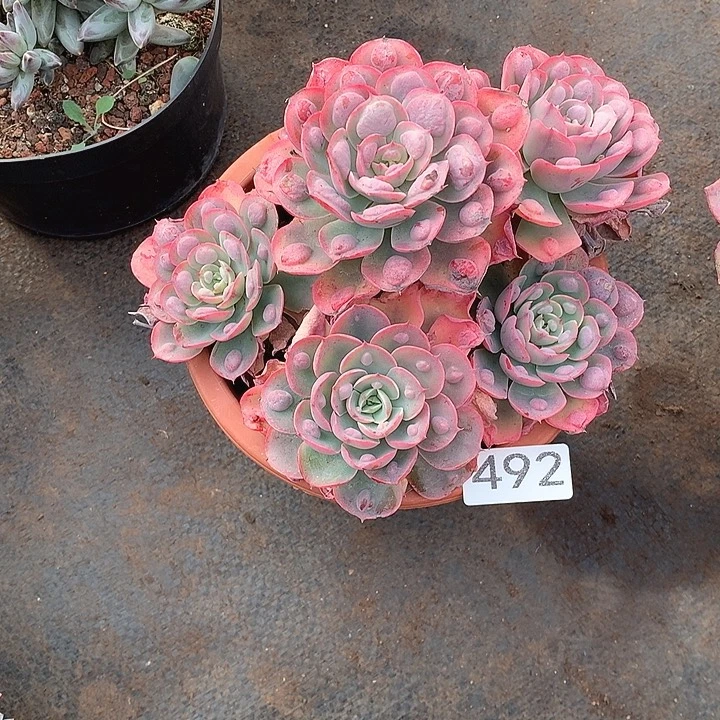 492雨滴 一物一拍多肉