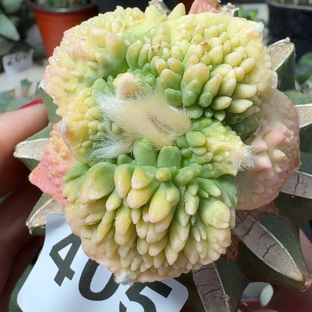 无花朵大尤哥怒锦405