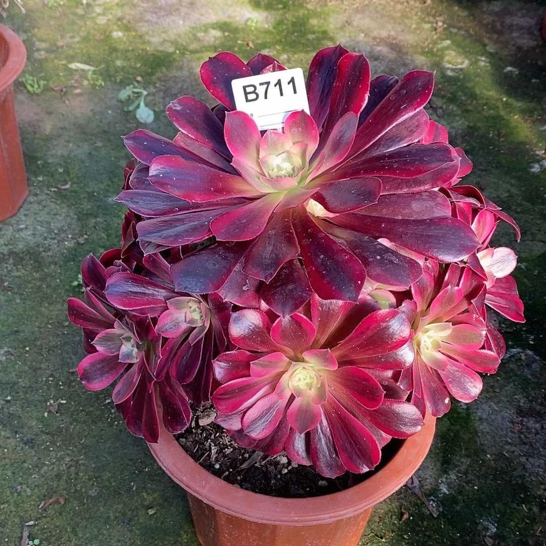 美杜莎多肉植物711