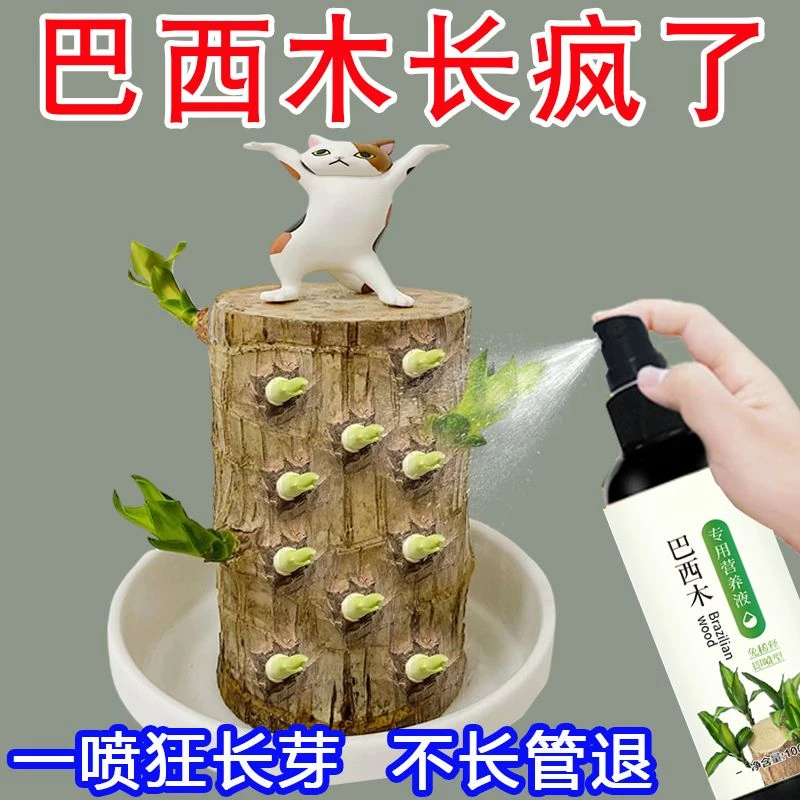 巴西木营养液专用肥料幸运木水培促爆芽防黄叶底部发霉生根液体肥