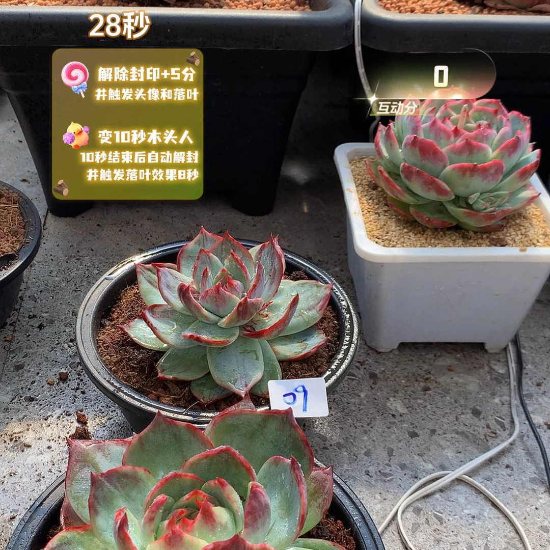 小**姐09惊鸿2颗。尺寸10